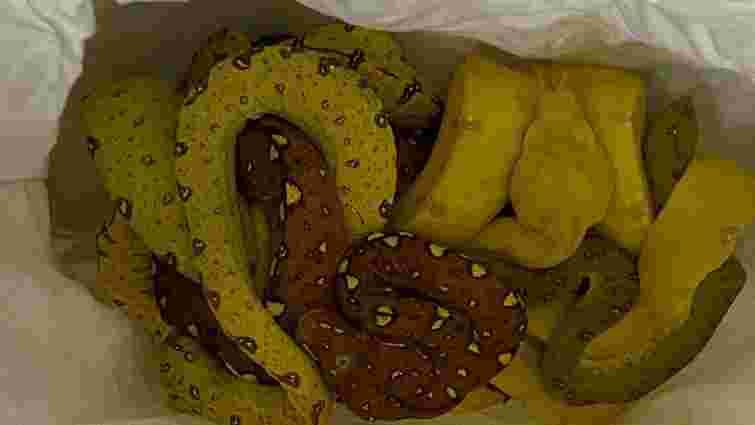 Чернівецькі митники виявили ящірок та змій у посилці для заробітчан