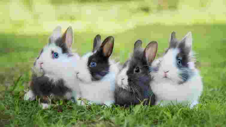 Домашні кролики: 7 секретів відмінного здоров’я