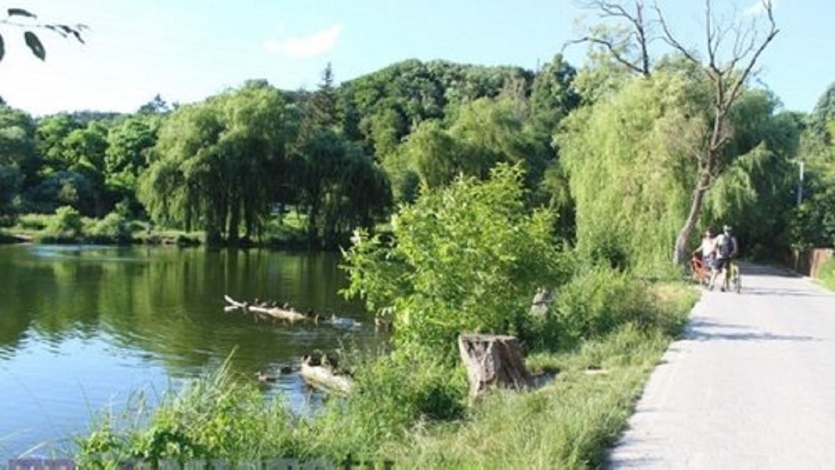 Петиція про збереження Брюховицького лісу набрала необхідну кількість підписів