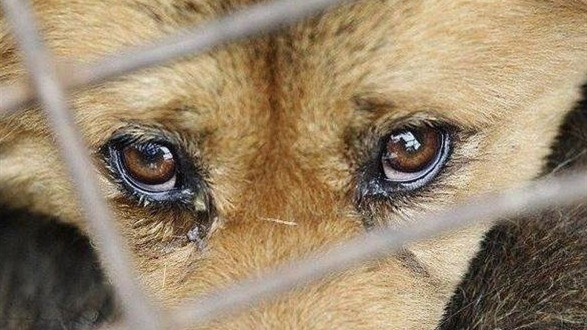 Подружню пару у Львові підозрюють у знущанні над тваринами