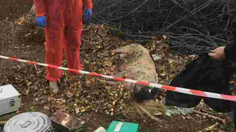 У селі на Буковині виявили спалах африканської чуми свиней