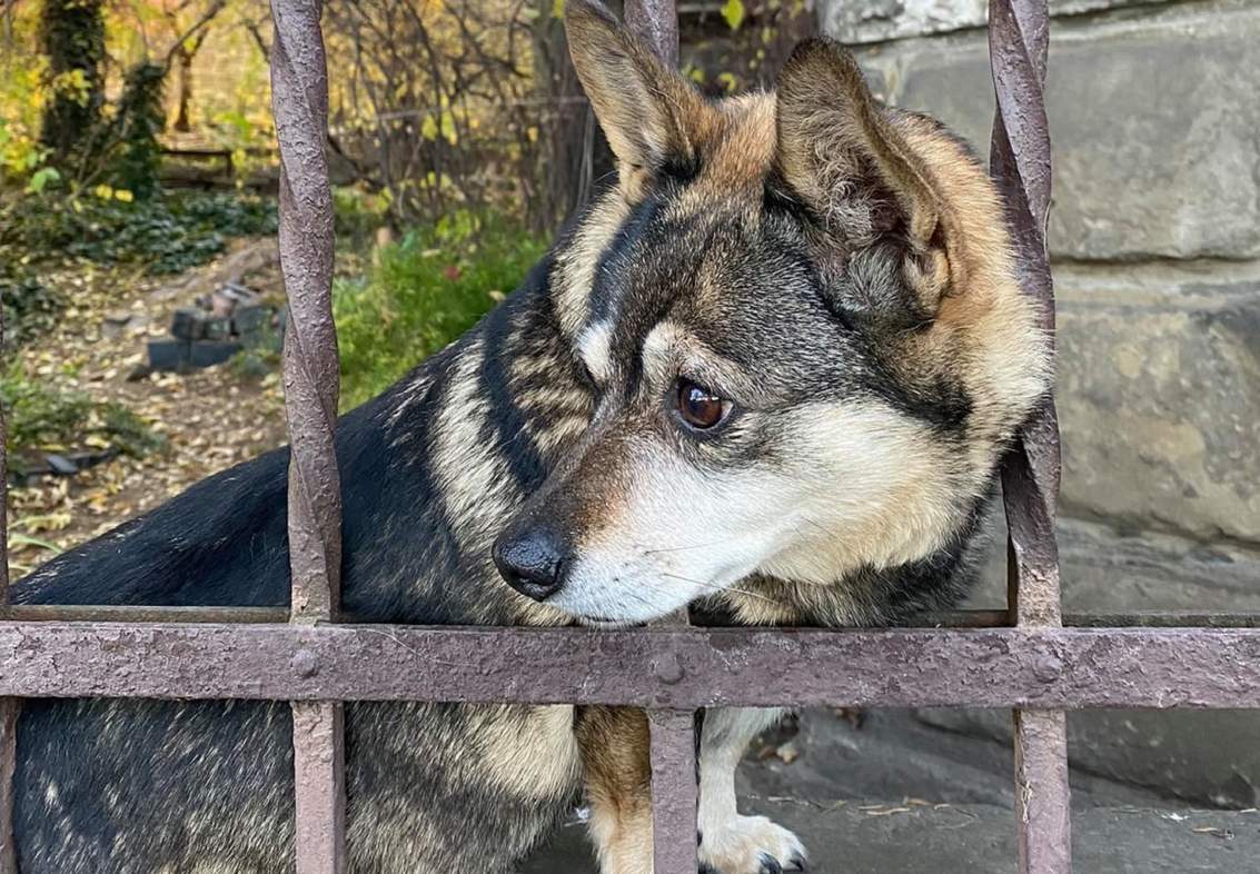 В Україні посилили відповідальність за жорстоке поводження з тваринами