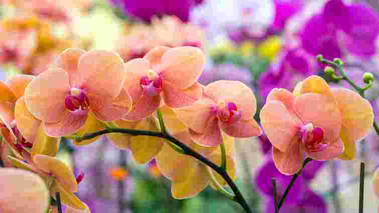Головні хвороби орхідей та як з ними боротися: поради з догляду