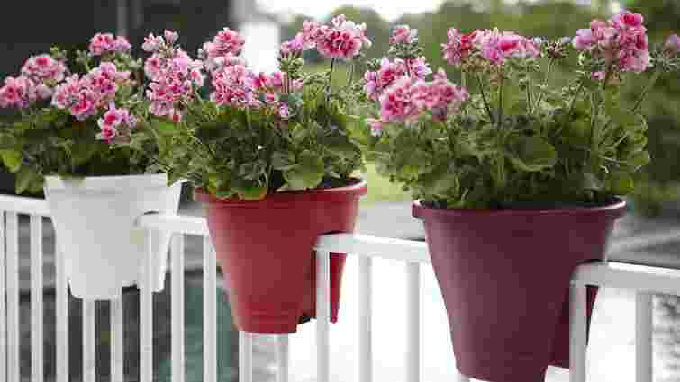 Що робити з балконними квітами взимку: способи захисту від морозу