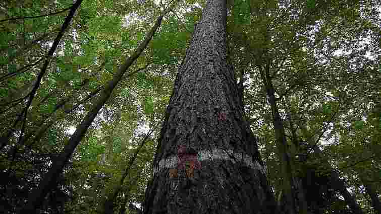 Внаслідок падіння дерева у лісі на Буковині загинув 53-річний чоловік