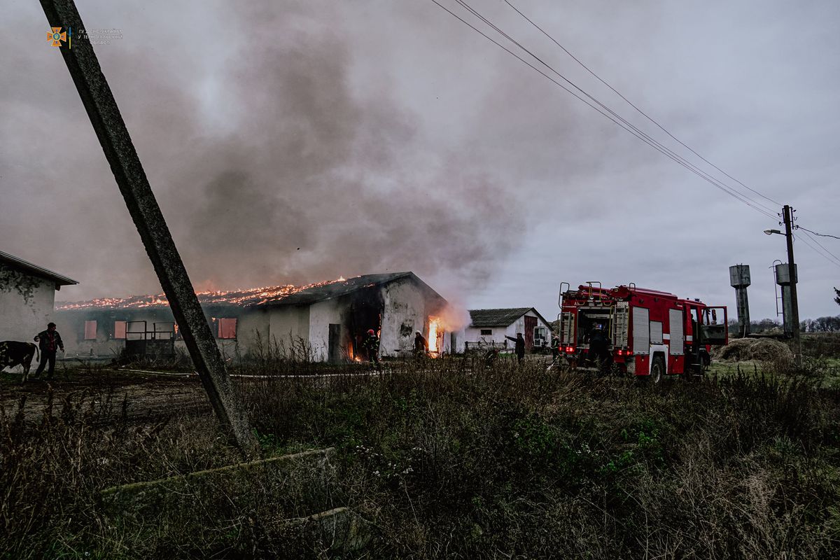 У пожежі на фермі біля Тернополя згоріло кілька десятків биків