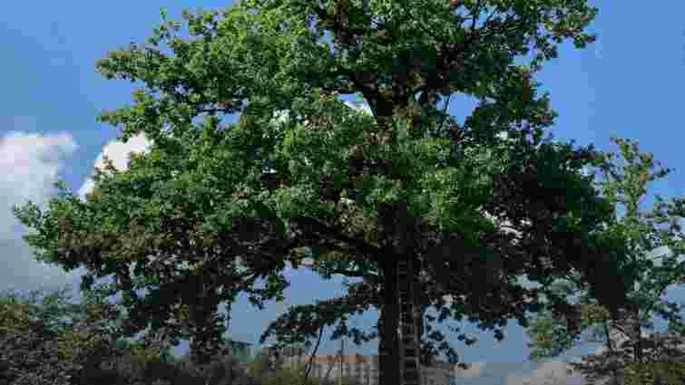 352-річний дуб на Сихові оголосять ботанічною пам'яткою природи