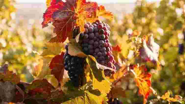Як укрити виноград на зиму: основні правила