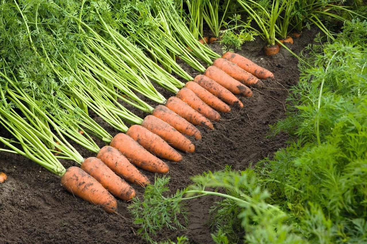 Як правильно зберігати моркву в холодильнику