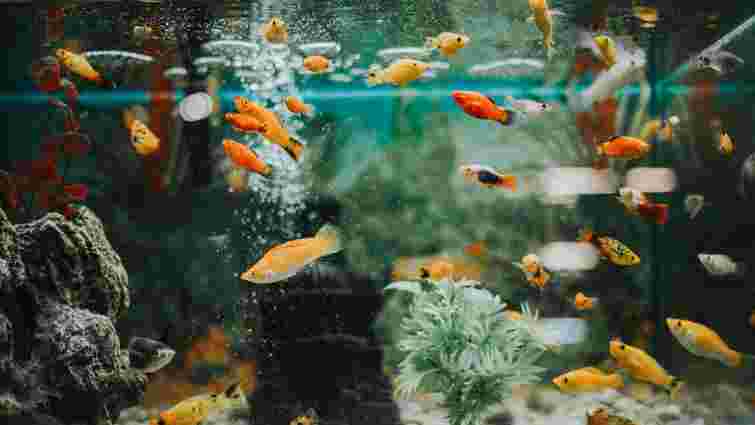 Як вибрати акваріум: особливості різних видів