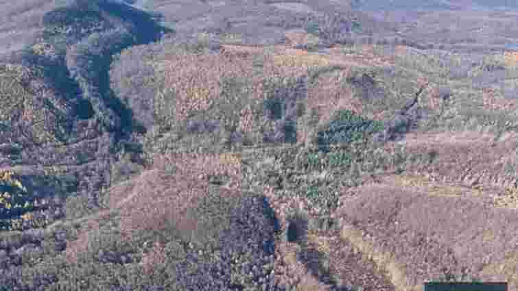 На Закарпатті виявили масштабні незаконні рубки лісу на 30 млн грн