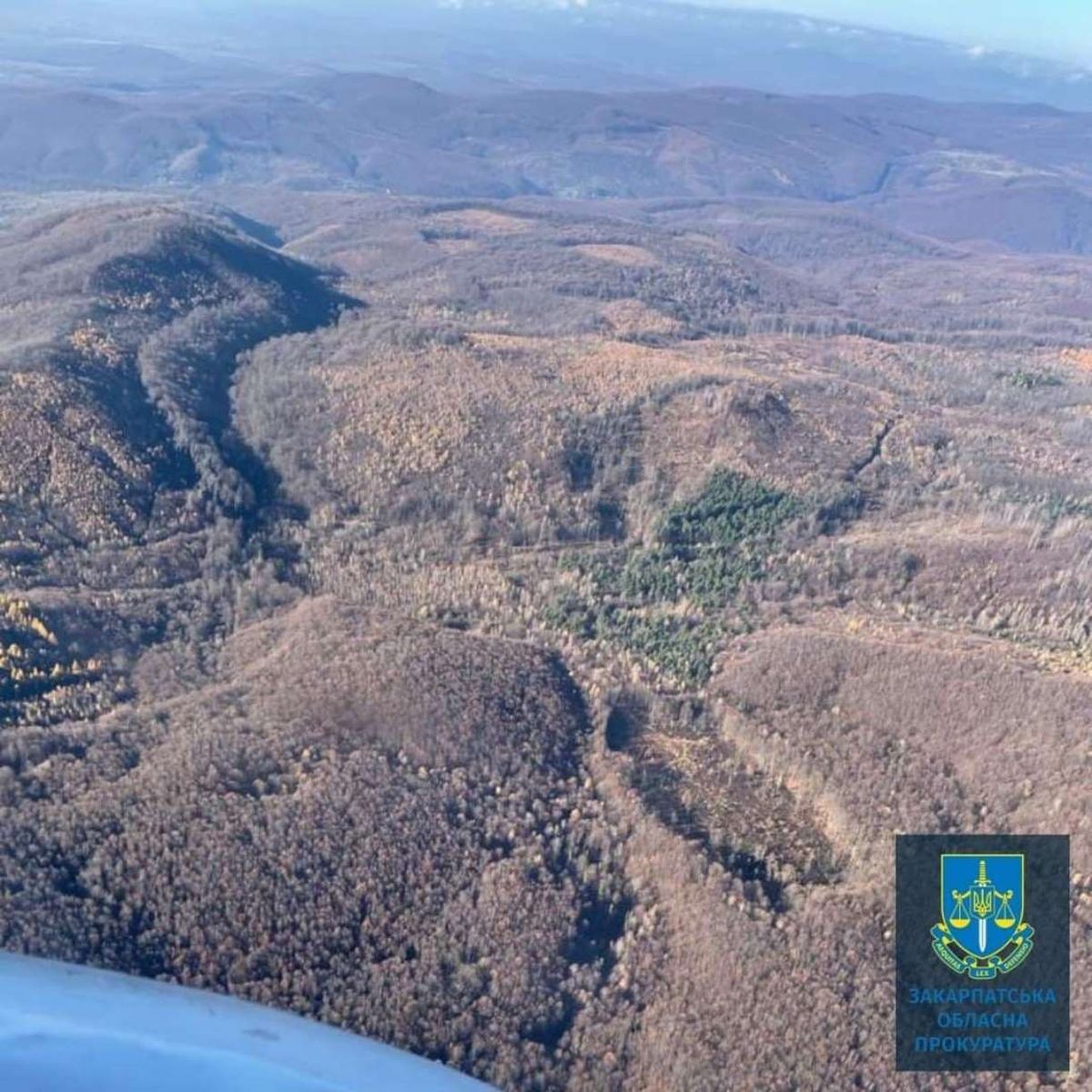 На Закарпатті виявили масштабні незаконні рубки лісу на 30 млн грн