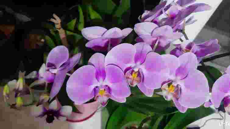 Квітконіжкою, насінням чи стеблом: як розмножити орхідею