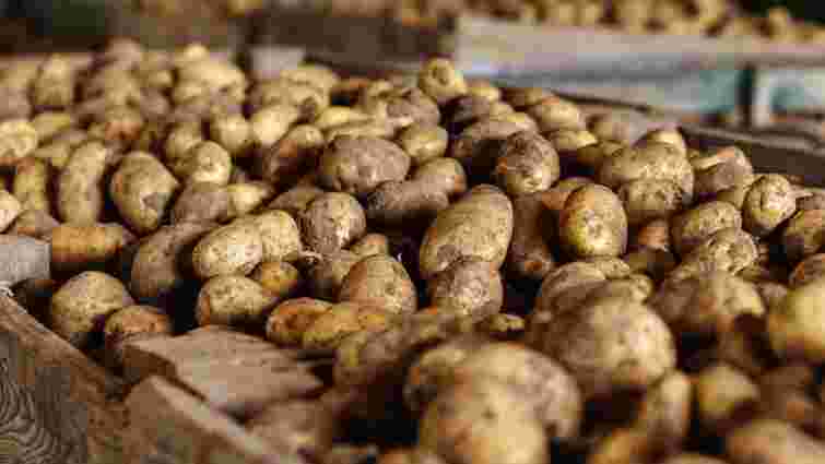 Як правильно зберігати картоплю в підвалі або погребі: деталі