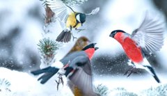 Спостерігати за птахами