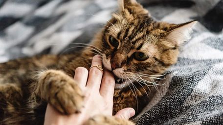 Чому кіт дряпається та кусається: причини та як з ними боротися