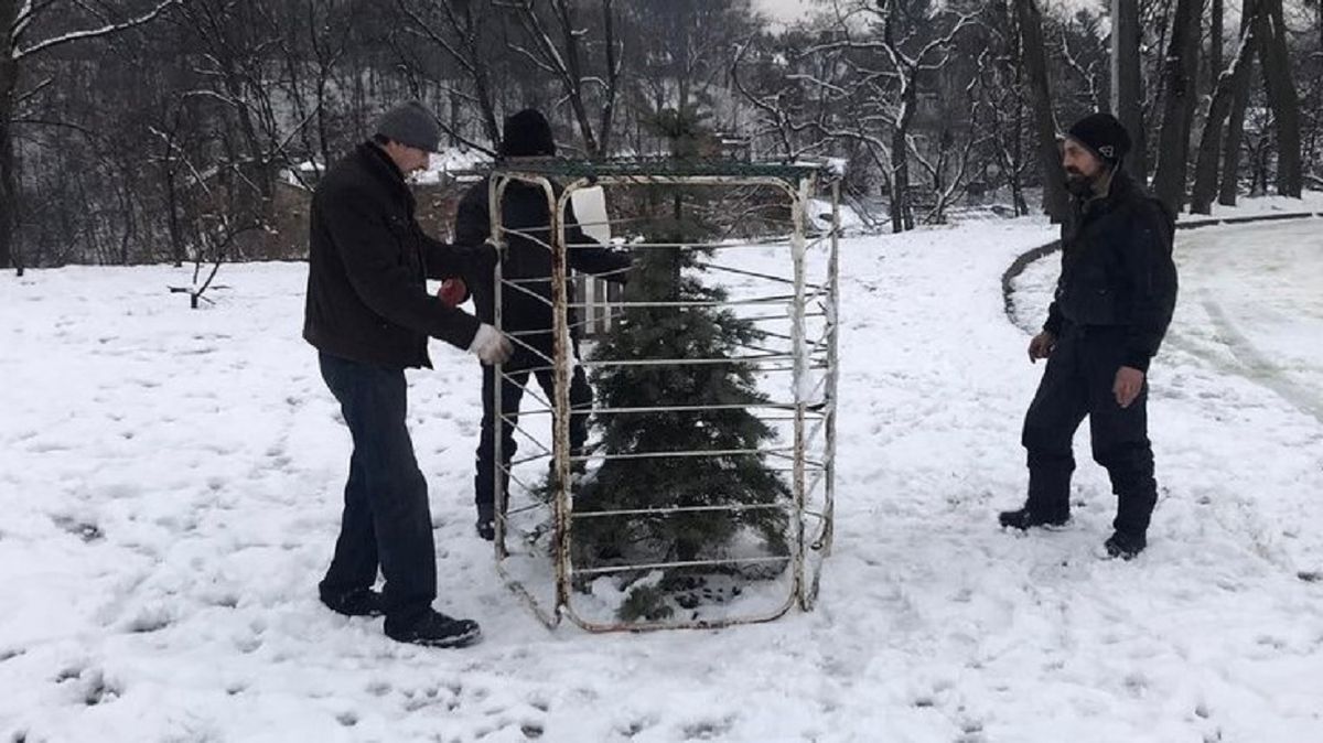 У центральному парку Львова встановлюють ґрати на хвойні дерева