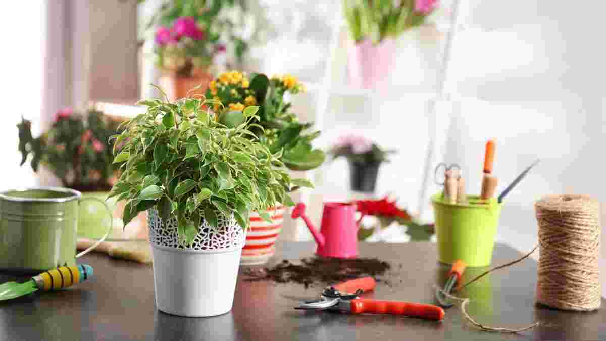 Догляд за кімнатними квітами герань