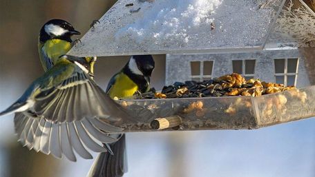 Правила годівнички: чим можна і не можна годувати птахів взимку