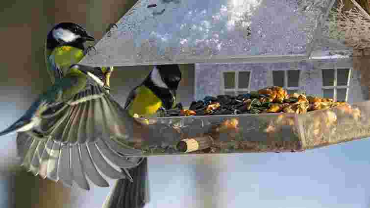 Правила годівнички: чим можна і не можна годувати птахів взимку