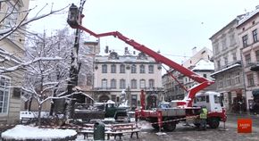 На площі Ринок у Львові зрізали останній столітній каштан