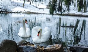 Головні новини Львова за 15 грудня