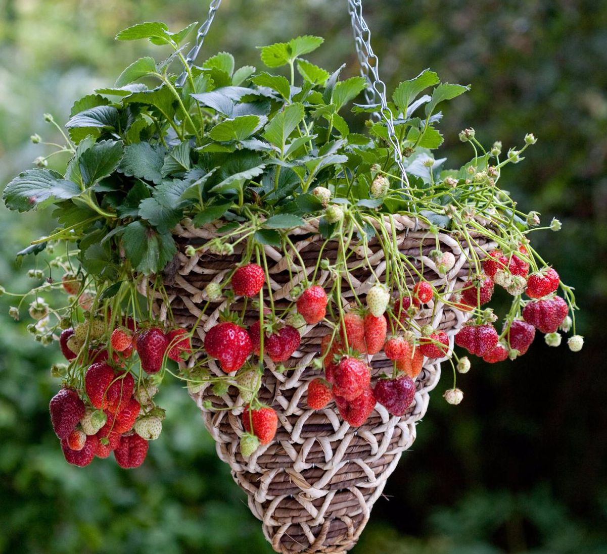 Клубника для домашнего выращивания