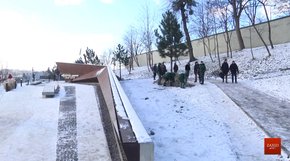 У Львові біля меморіалу Небесної сотні висадили чорні сосни