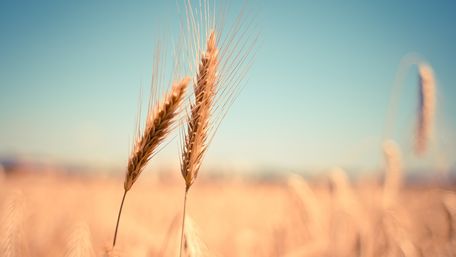 Україна зібрала рекордний за час незалежності врожай зерна
