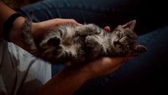 Як змусити кота спати вночі