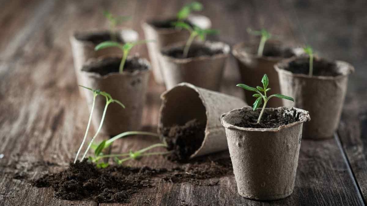 Що садити в січні 2022 року: посівний календар на місяць