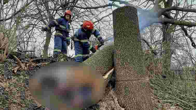 Внаслідок падіння зрізаного дерева на Рівненщині загинув 36-річний чоловік