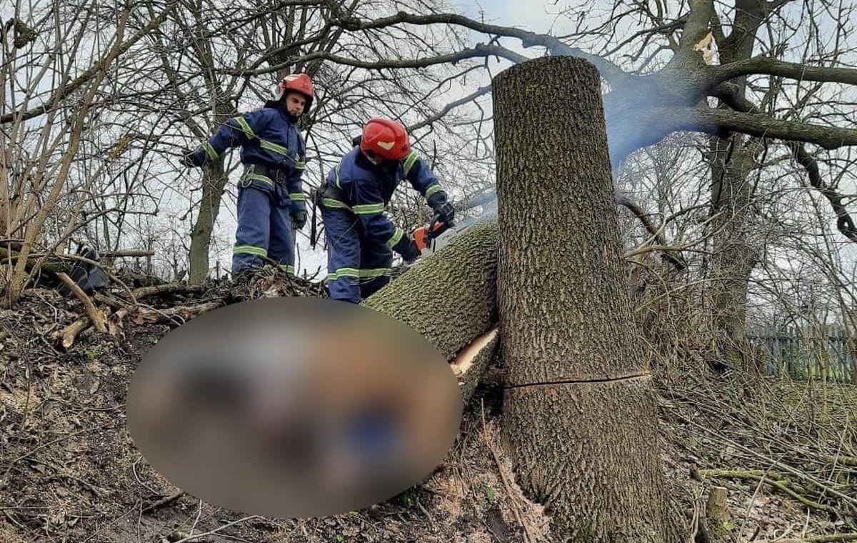 Внаслідок падіння зрізаного дерева на Рівненщині загинув 36-річний чоловік