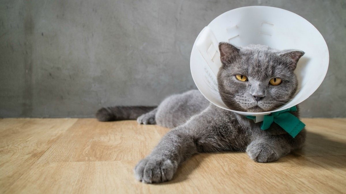 Перша допомога коту: що має бути в аптечці