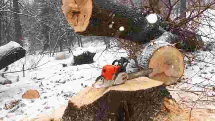 35-річний лісоруб загинув на Тернопільщині внаслідок падіння дерева