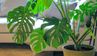 20 кімнатних рослин, які не люблять багато світла: перелік та опис