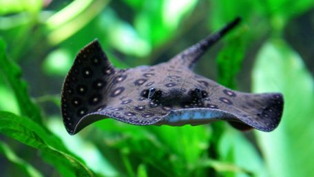 Яких риб-хижаків можна тримати в акваріумі: опис видів