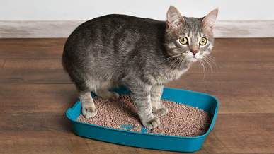 Як вибрати лоток для кота: характеристики та поради