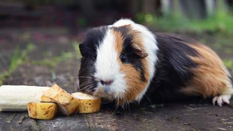 Як доглядати морську свинку: інструкція для початківців