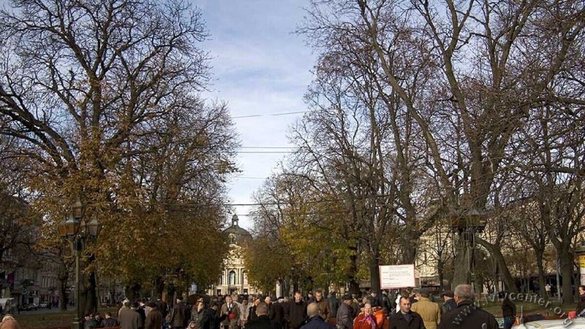 У Львові на проспекті Свободи зрізають найстаріші клени