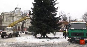 Головну ялинку Львова відправили на компостувальну станцію