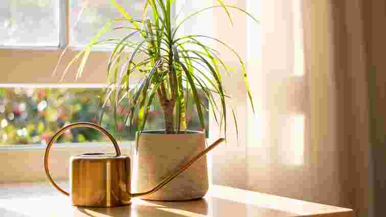 Топ-10 кімнатних рослин, які ефективно очищують повітря