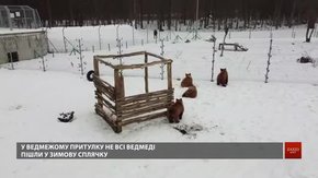У притулку «Домажир» ведмежата цієї зими так і не заснули