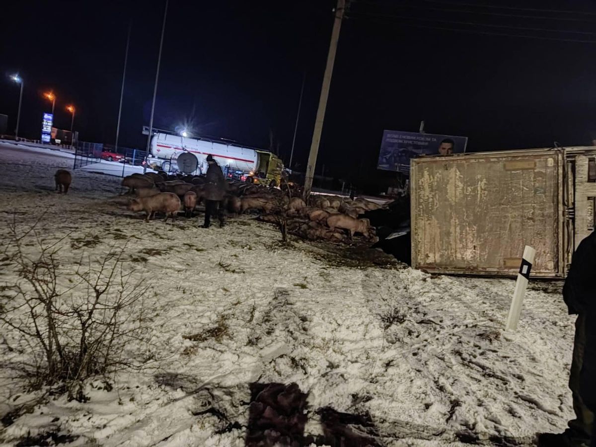 На трасі біля Кременця перекинулася вантажівка зі свиньми