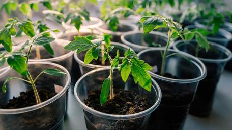 Як отримати хороший урожай: правила обробки насіння перед посівом