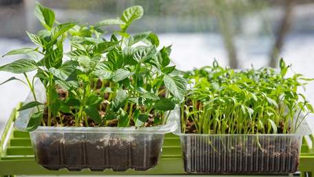 Коли садити насіння на розсаду: формула посіву