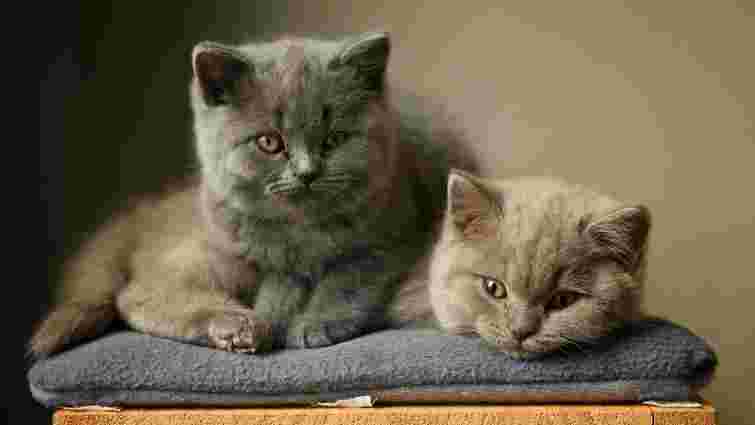 Британська короткошерста кішка: особливості породи та догляду