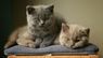 Британська короткошерста кішка: особливості породи та догляду
