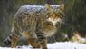 У гірському  селі на Львівщині впіймали рідкісного лісового кота