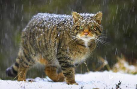 У гірському  селі на Львівщині впіймали рідкісного лісового кота